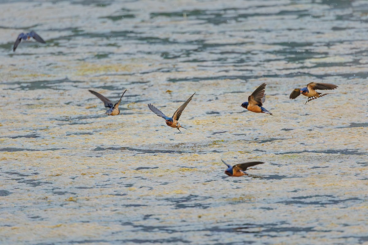 Barn Swallow (American) - ML620560214