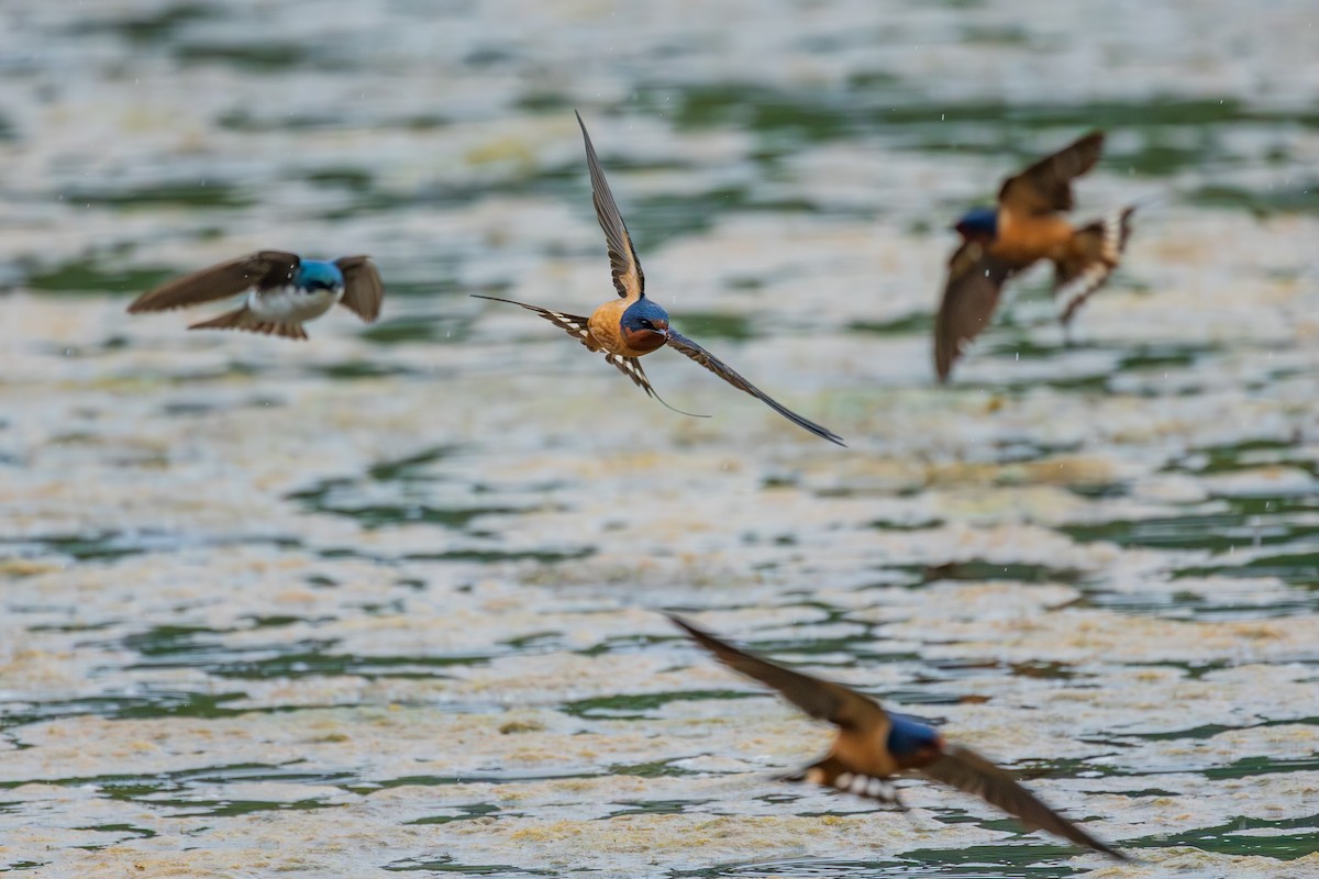 Barn Swallow (American) - ML620560218