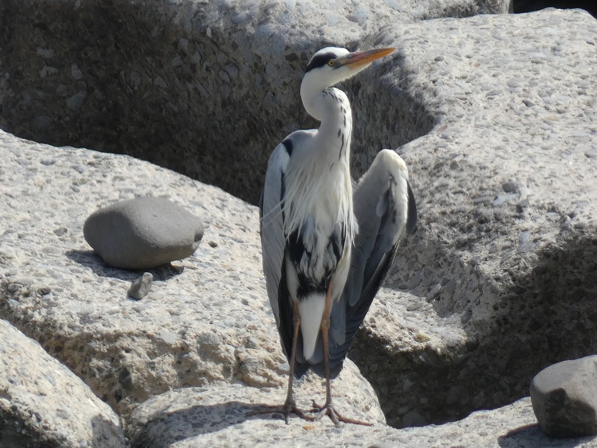 Gray Heron - ML620560219