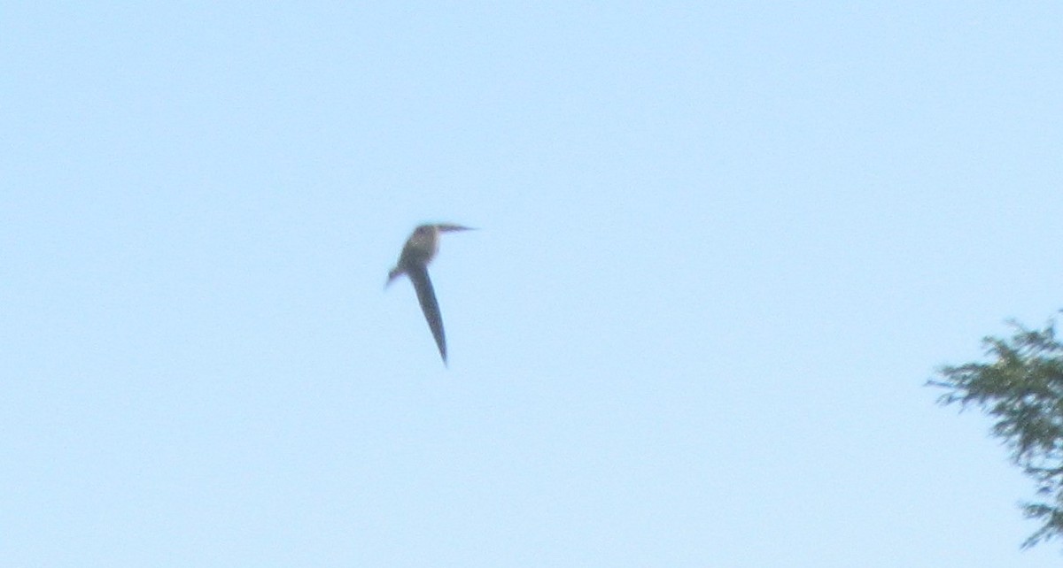 Bank Swallow - ML620560220