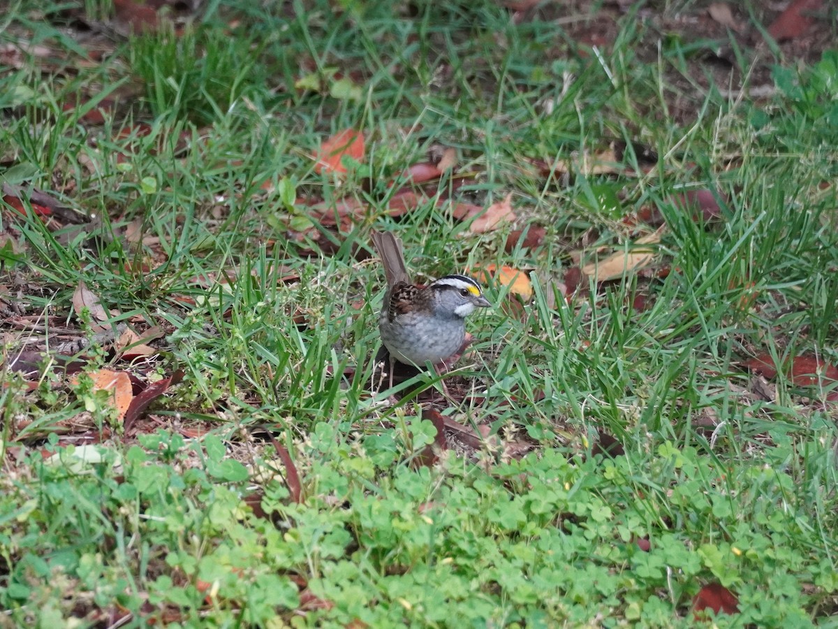 White-throated Sparrow - ML620560229