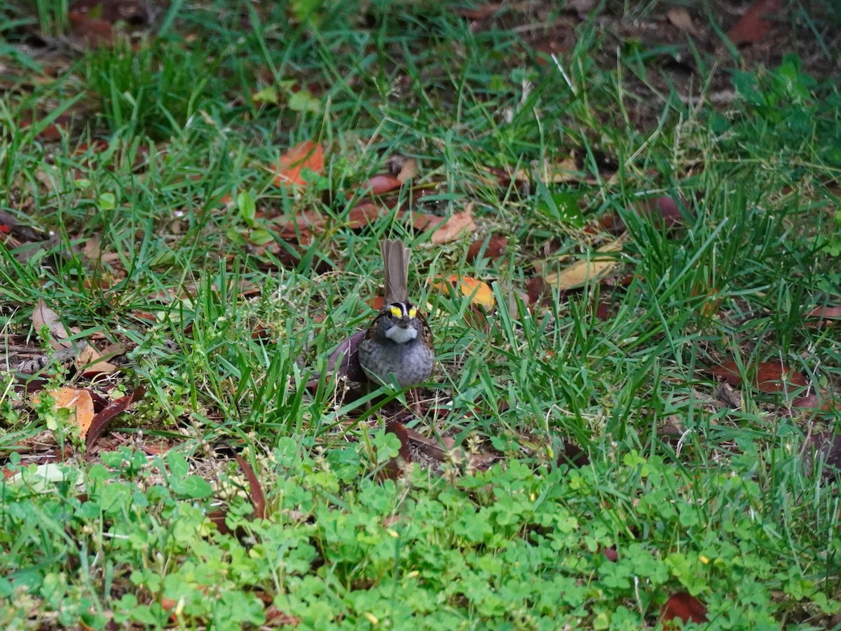 White-throated Sparrow - ML620560230