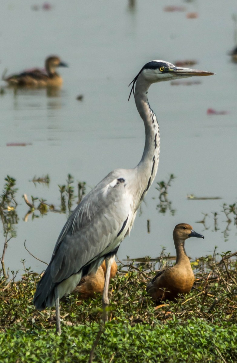 Gray Heron - ML620560237