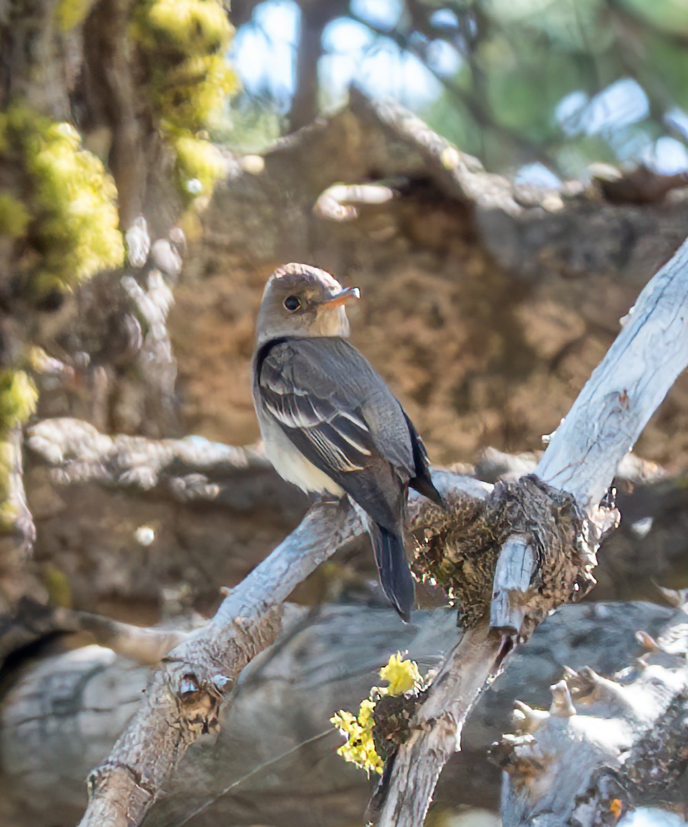 Western Wood-Pewee - ML620560246