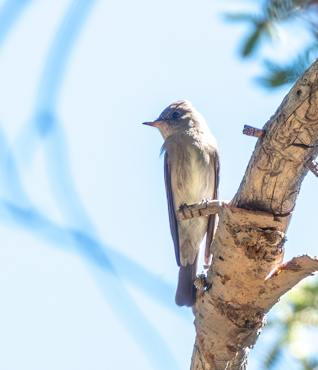 Western Wood-Pewee - ML620560247