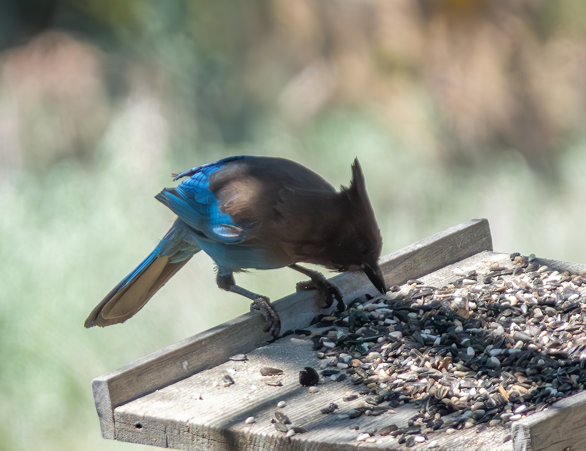 Steller's Jay - ML620560253