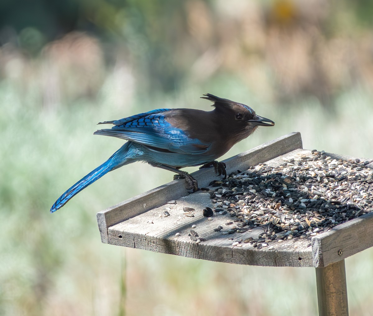 Steller's Jay - ML620560254