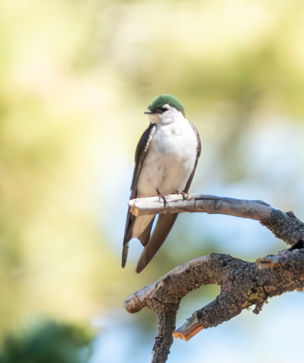 Violet-green Swallow - ML620560257