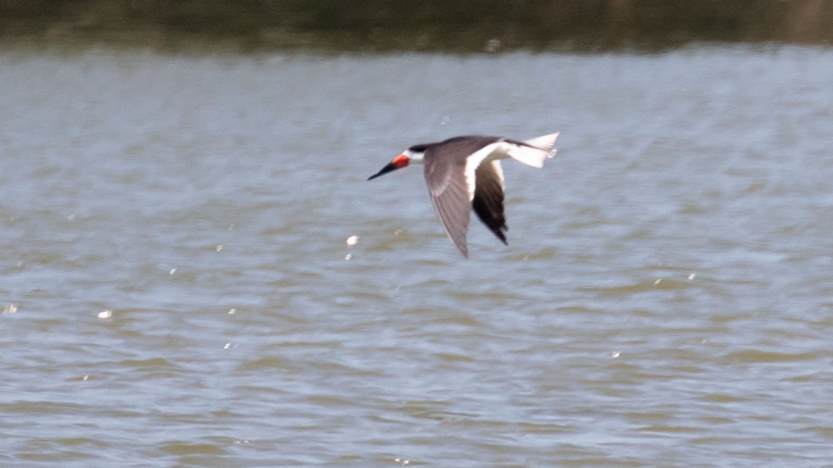 Black Skimmer - Kenneth Unger