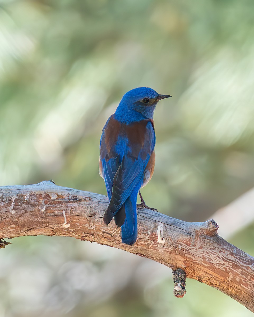 Western Bluebird - ML620560266