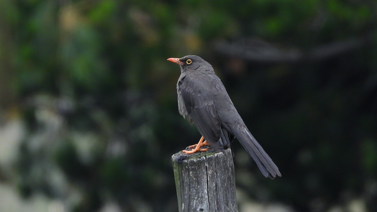 Great Thrush - ML620560278