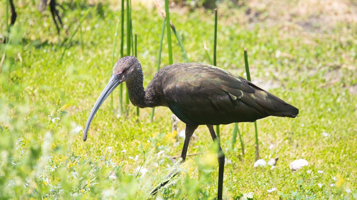 ibis americký - ML620560293