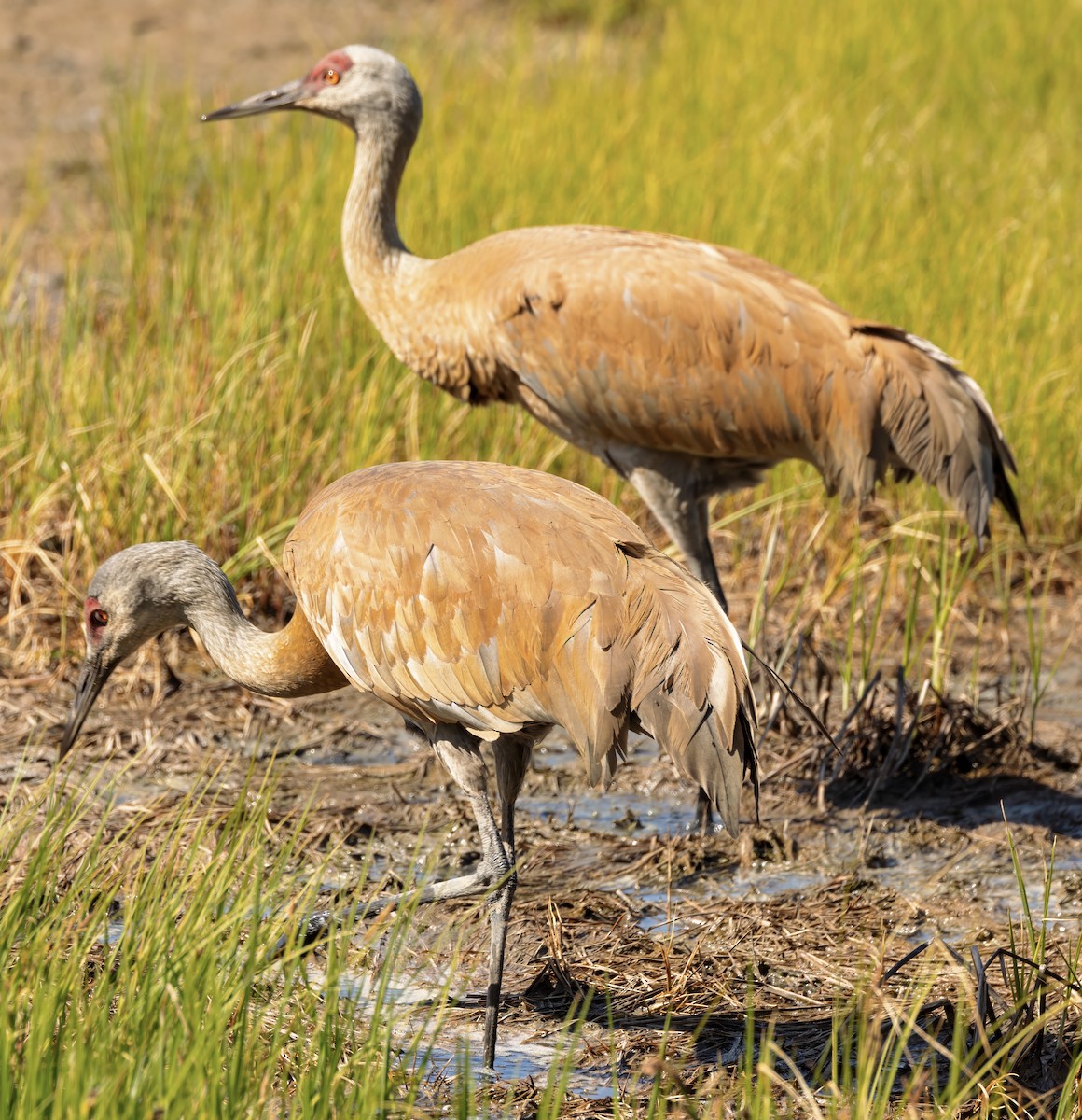 jeřáb kanadský (ssp. canadensis) - ML620560299