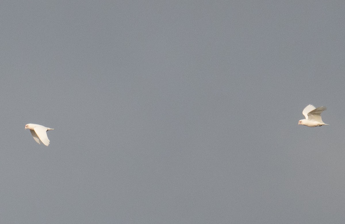 kakadu ostrozobý - ML620560302