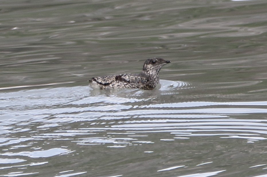 Kittlitz's Murrelet - ML620560307