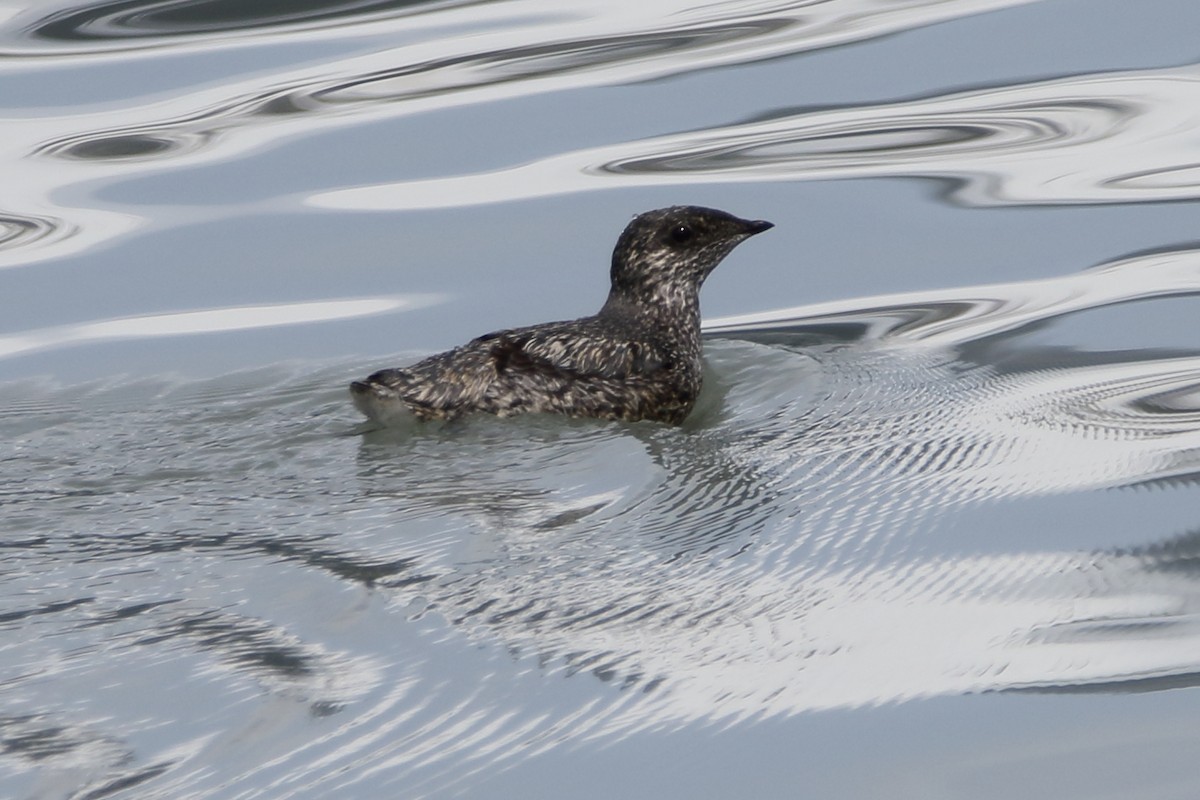 Kittlitz's Murrelet - ML620560309