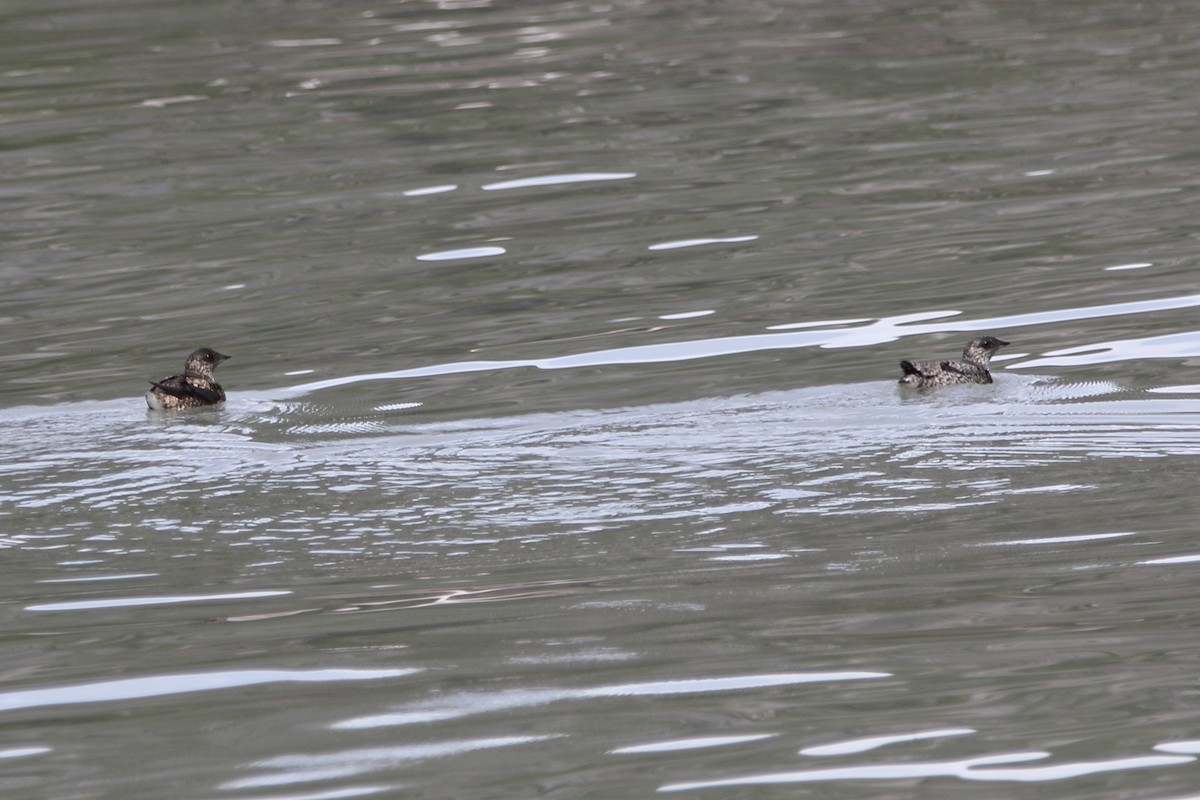 Kittlitz's Murrelet - ML620560310