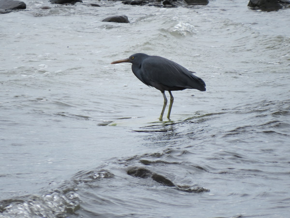 Pacific Reef-Heron - ML620560315