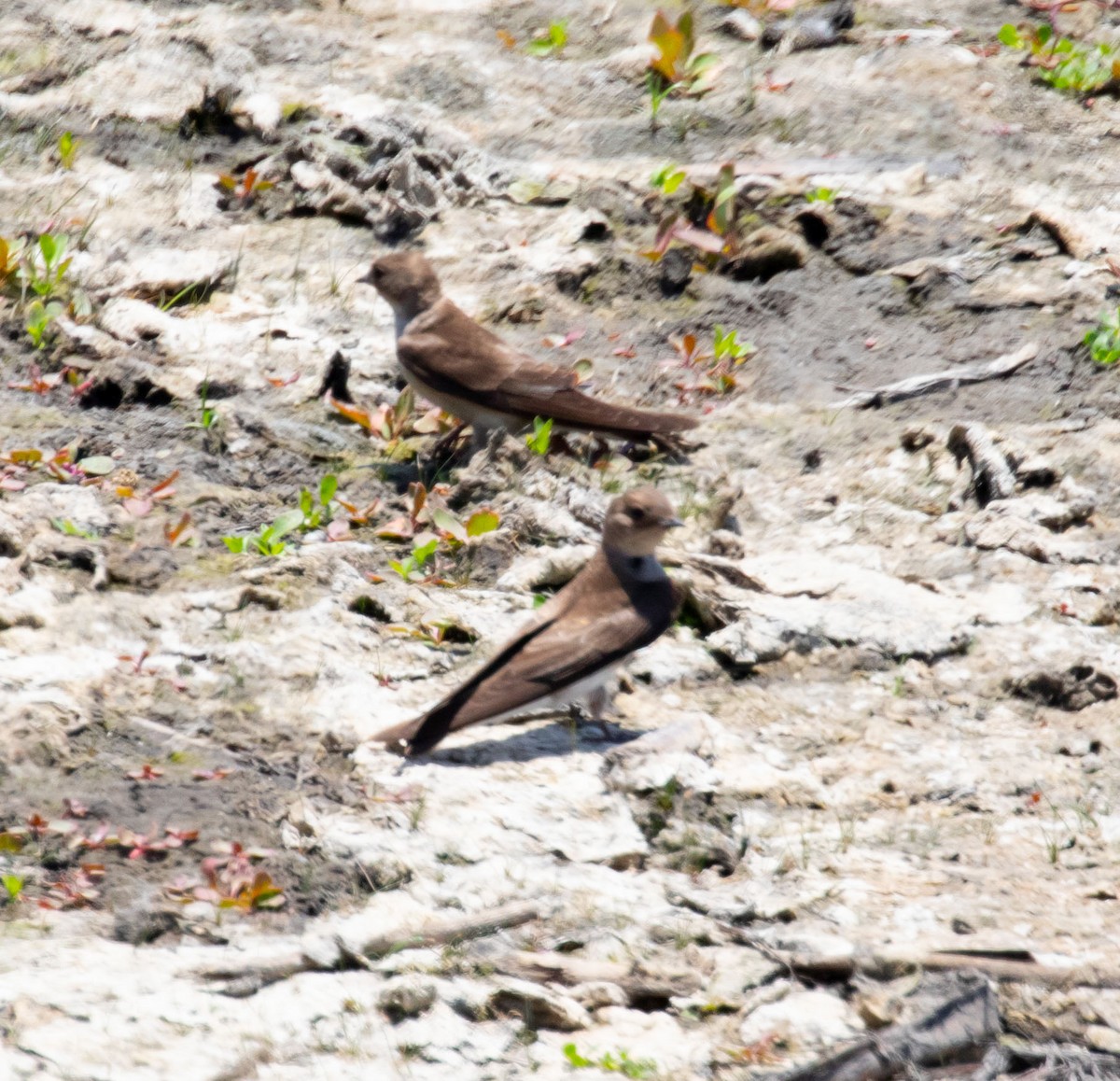 Northern Rough-winged Swallow - ML620560316