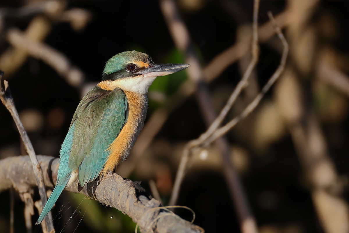 Sacred Kingfisher - ML620560317