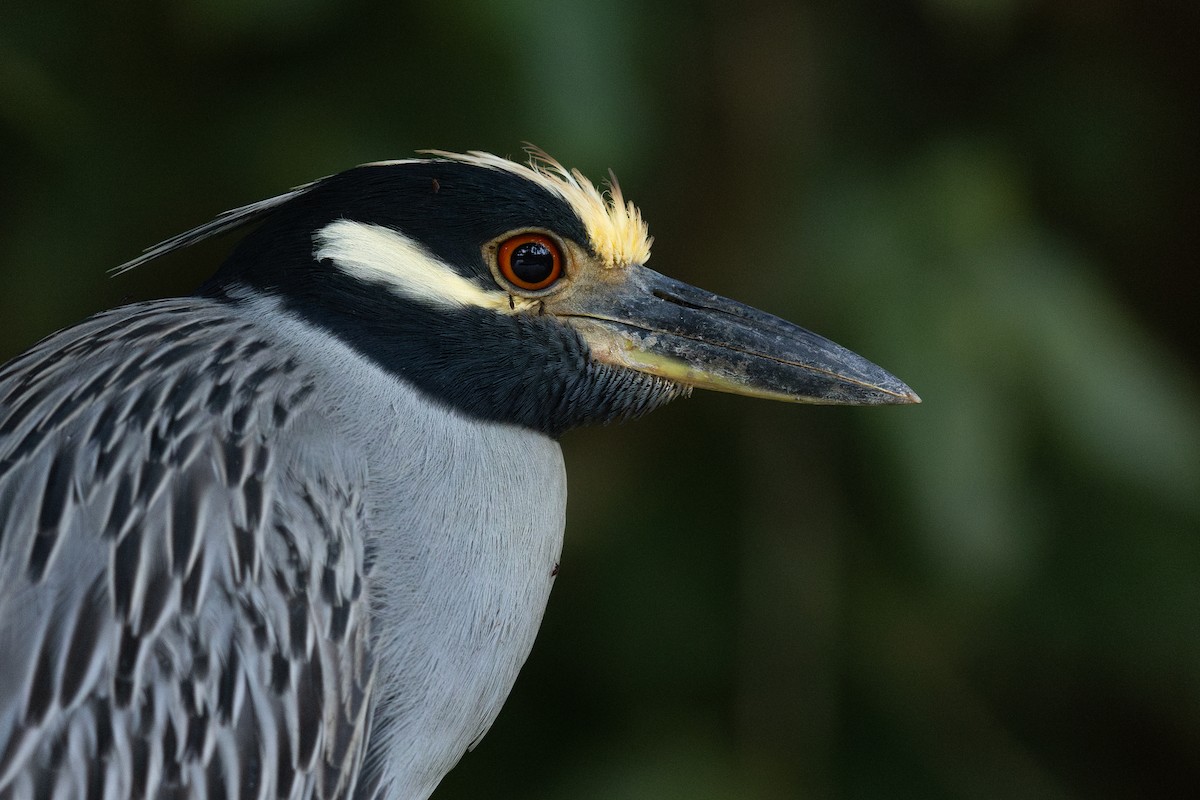 Yellow-crowned Night Heron - Mathieu Bally