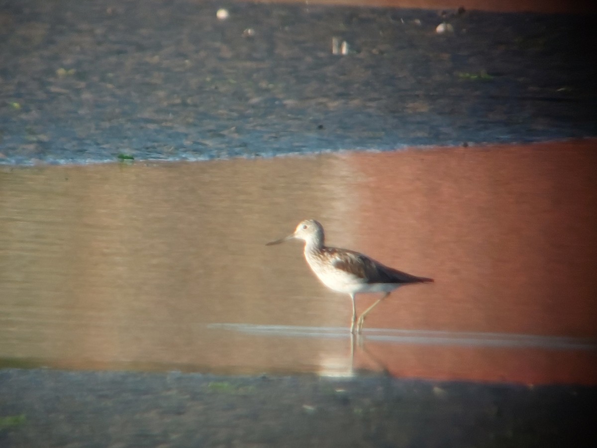 Common Greenshank - ML620560325