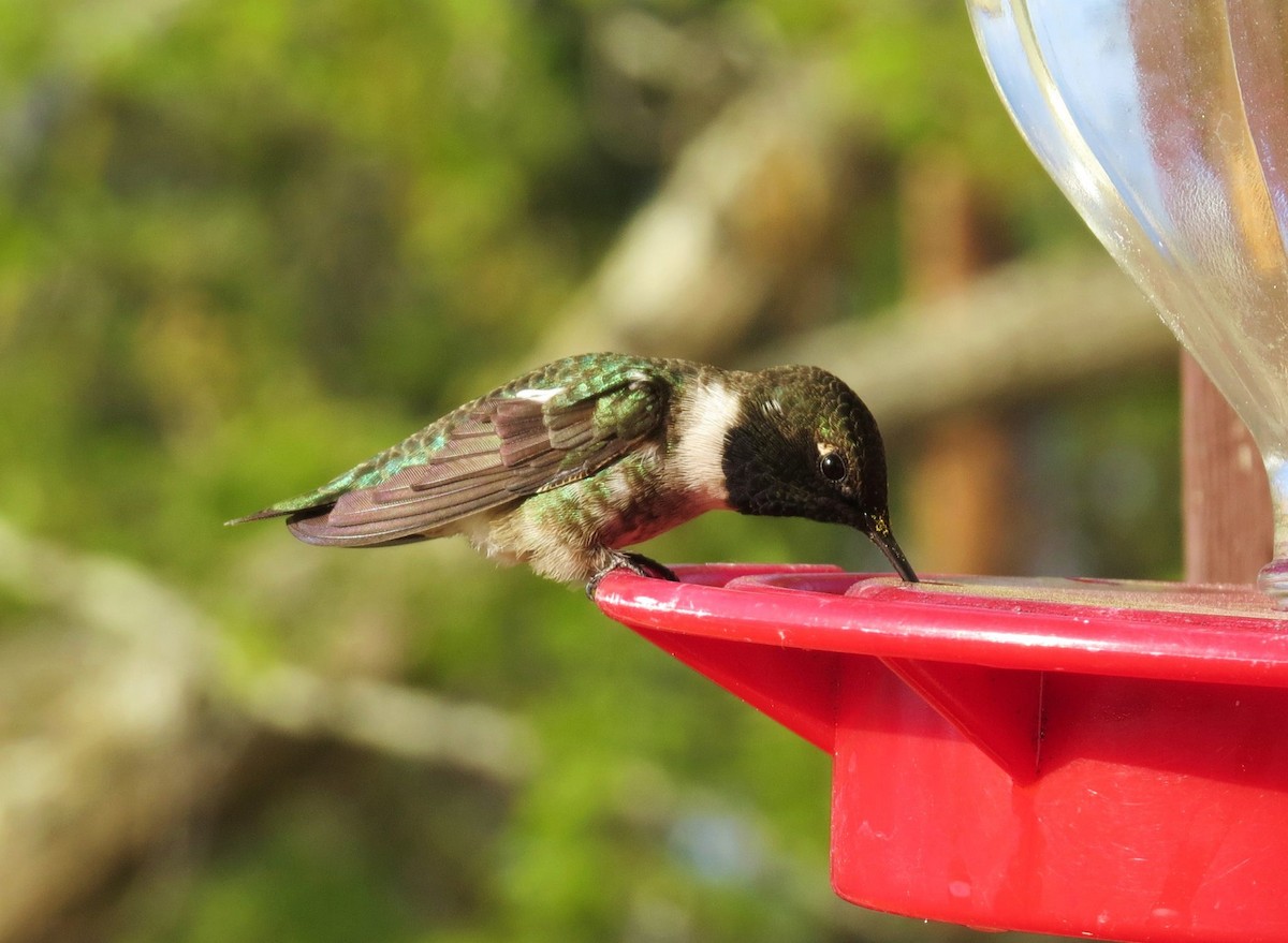 Black-chinned Hummingbird - ML620560328