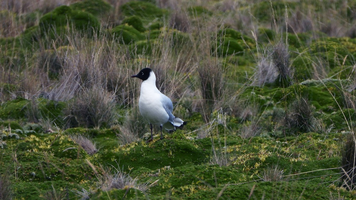 Andean Gull - ML620560333