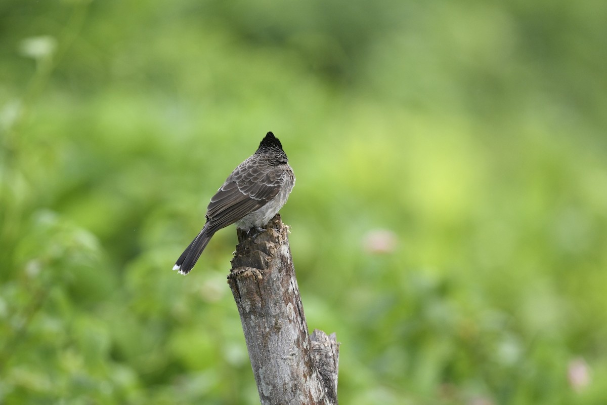 Red-vented Bulbul - ML620560337