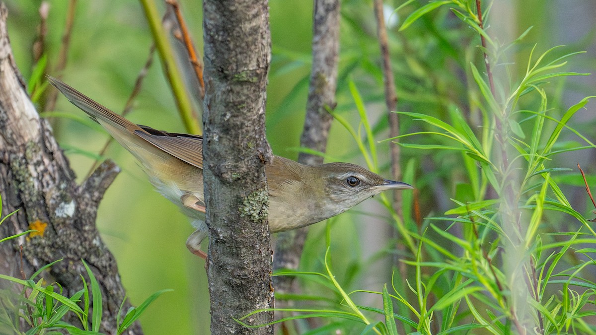 Gray's Grasshopper Warbler - ML620560339