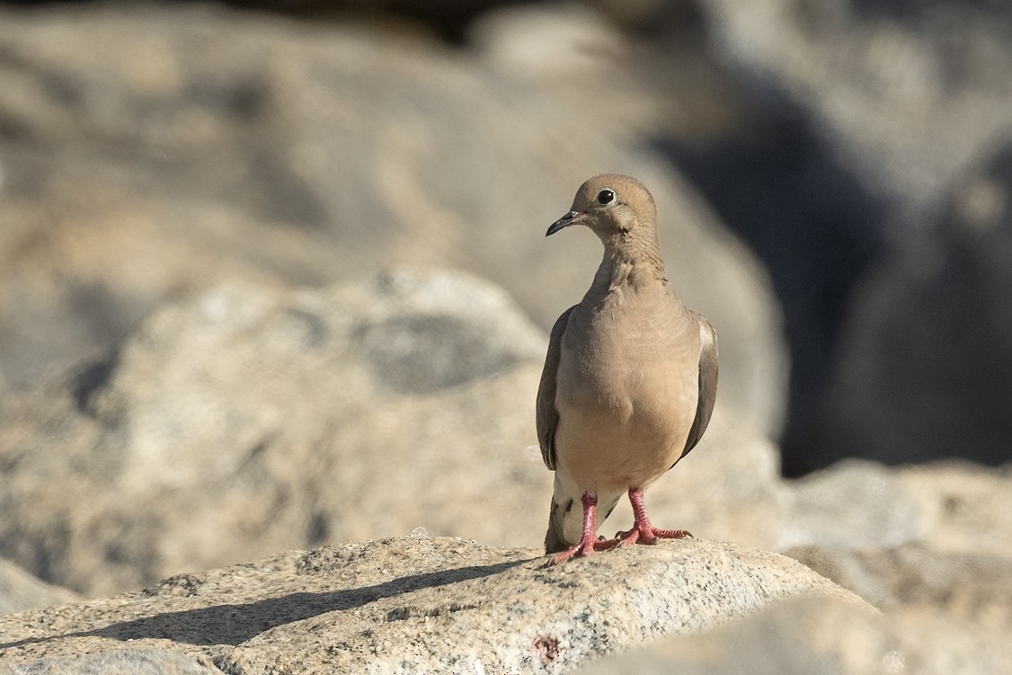 Mourning Dove - ML620560340