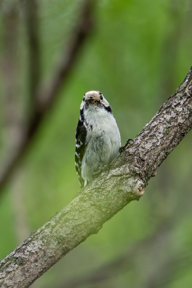 Lesser Spotted Woodpecker - ML620560344
