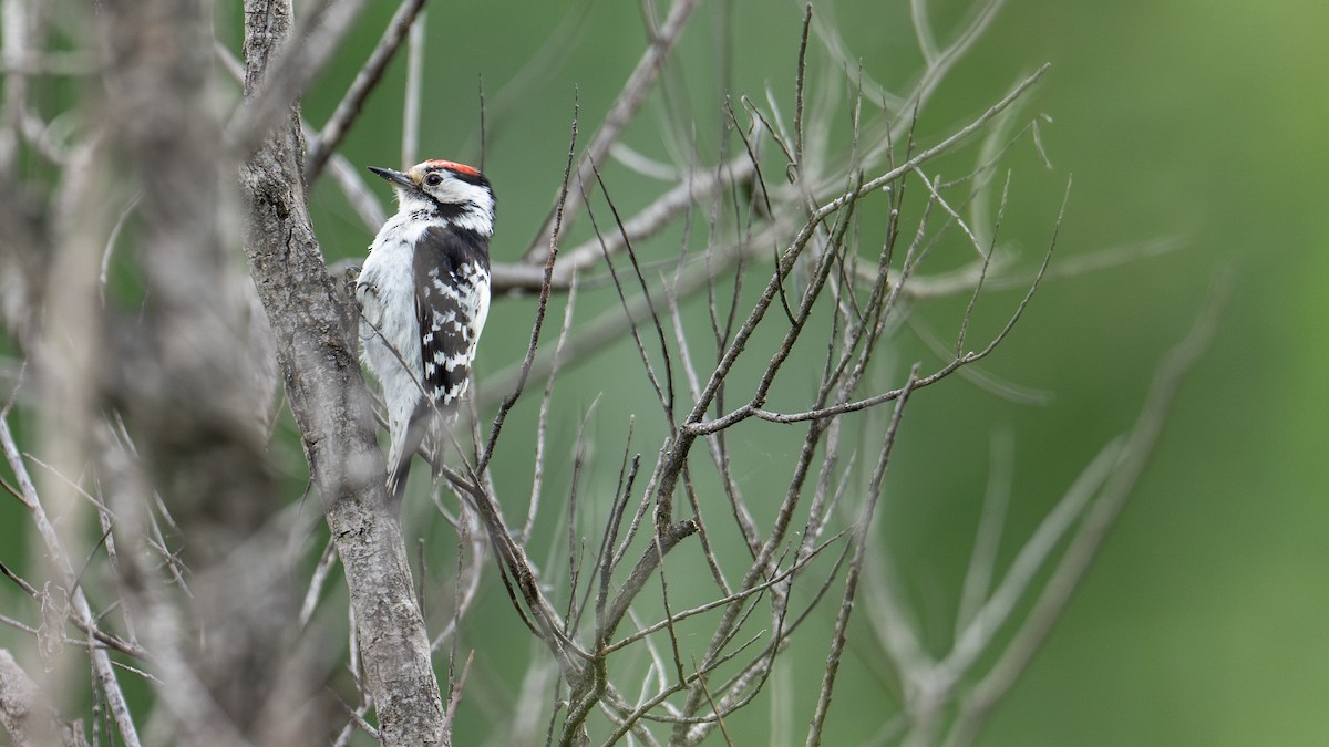 Lesser Spotted Woodpecker - ML620560345