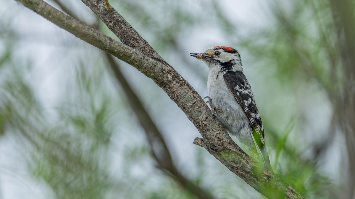 Lesser Spotted Woodpecker - ML620560346