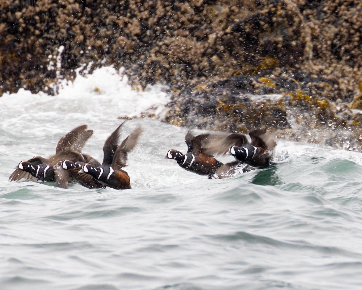 Harlequin Duck - ML620560348