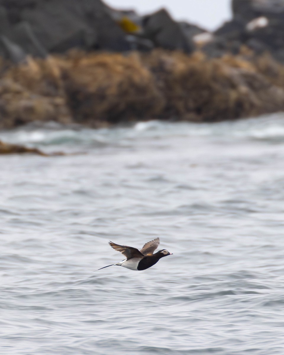 Long-tailed Duck - ML620560350