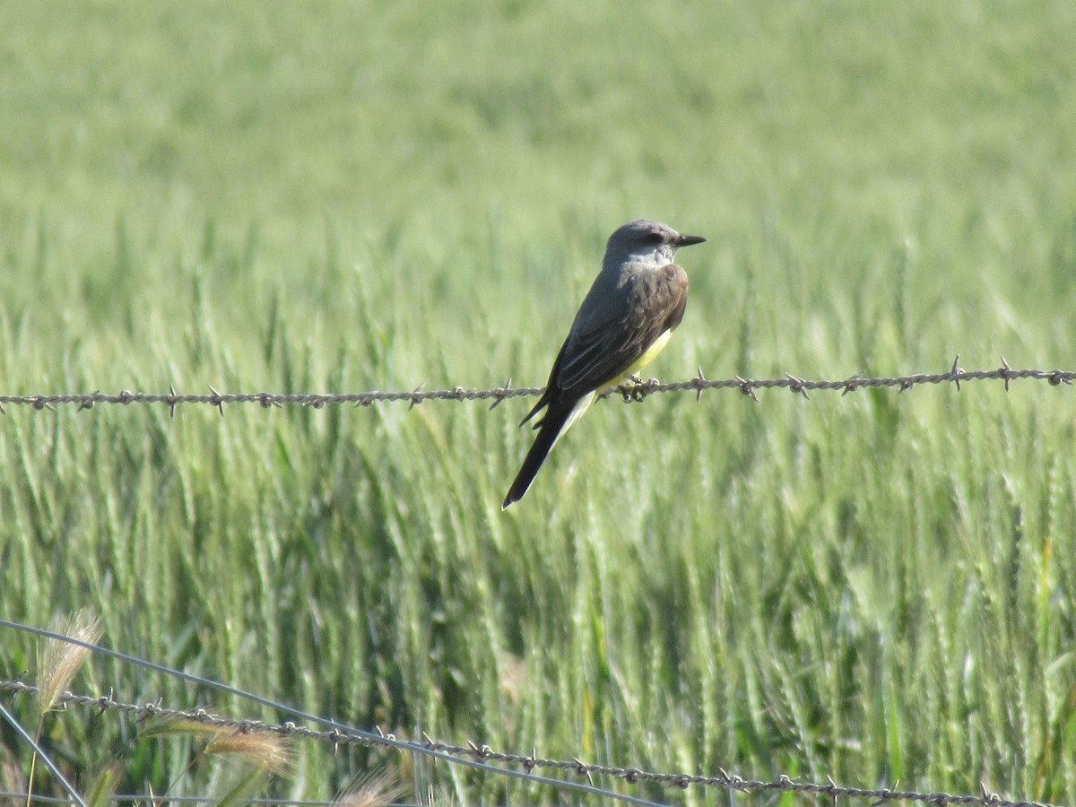 Western Kingbird - ML620560355