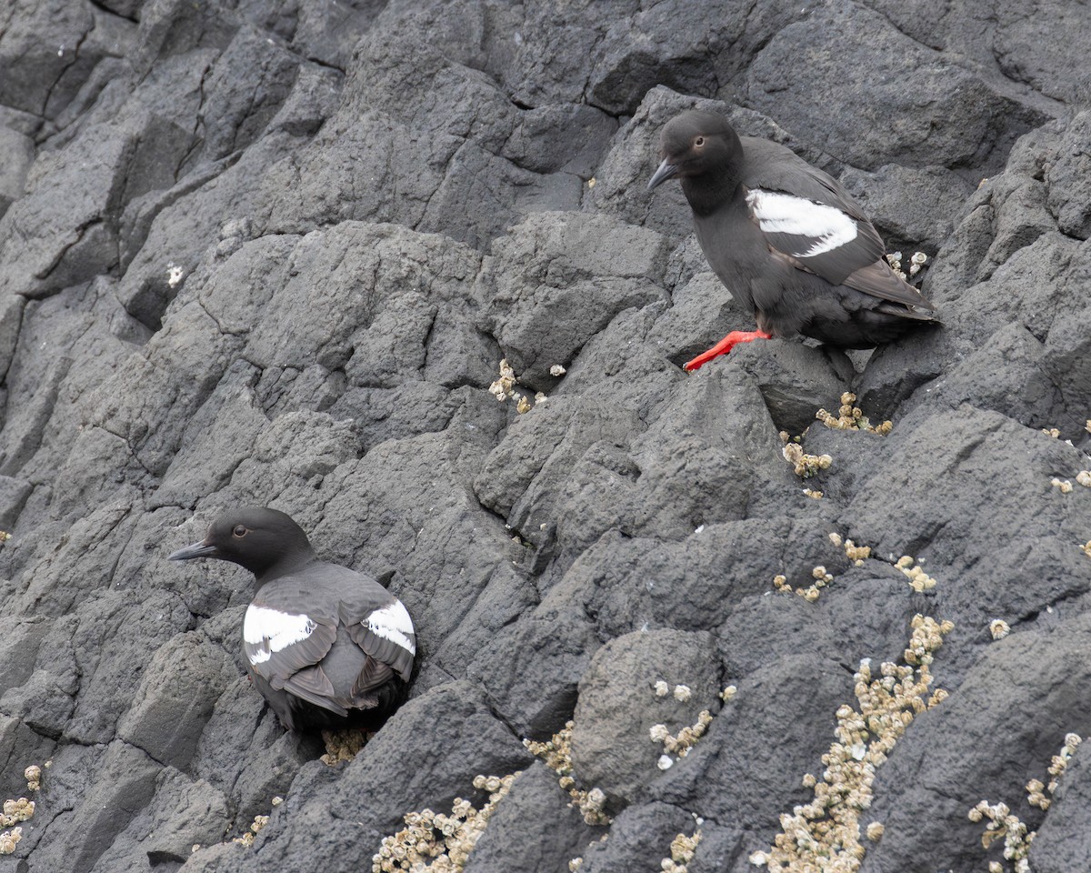 Pigeon Guillemot - ML620560357