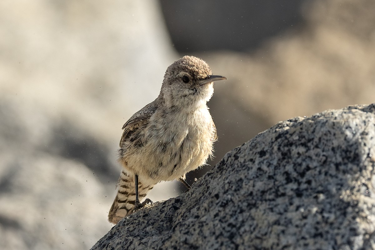 Rock Wren - ML620560358