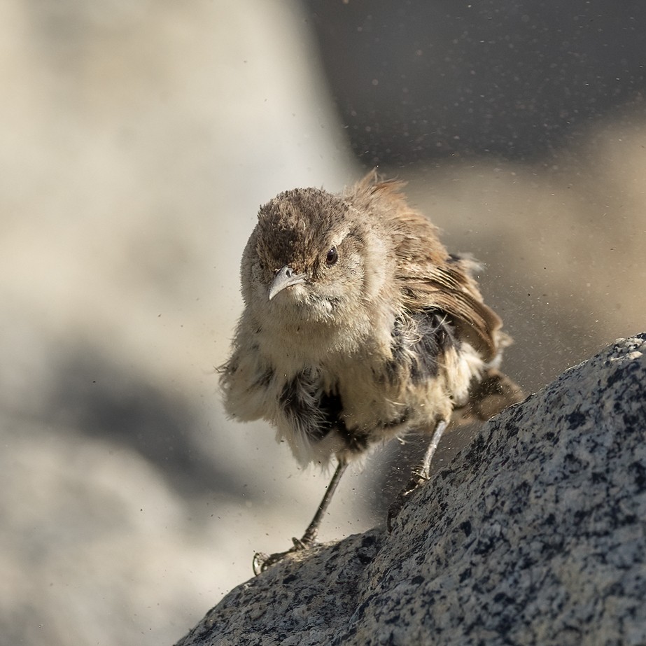 Rock Wren - ML620560359