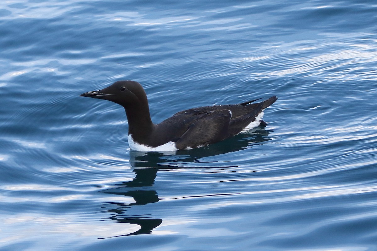 Common Murre - ML620560364