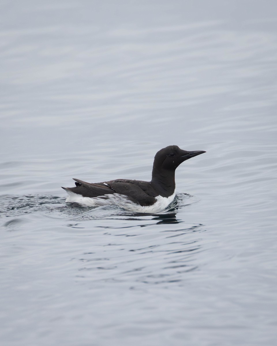 Guillemot marmette - ML620560366