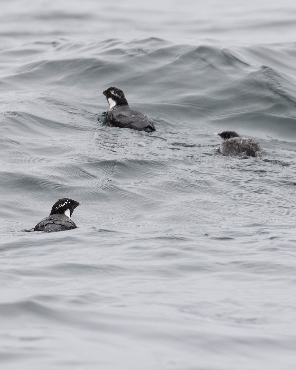 Ancient Murrelet - ML620560368