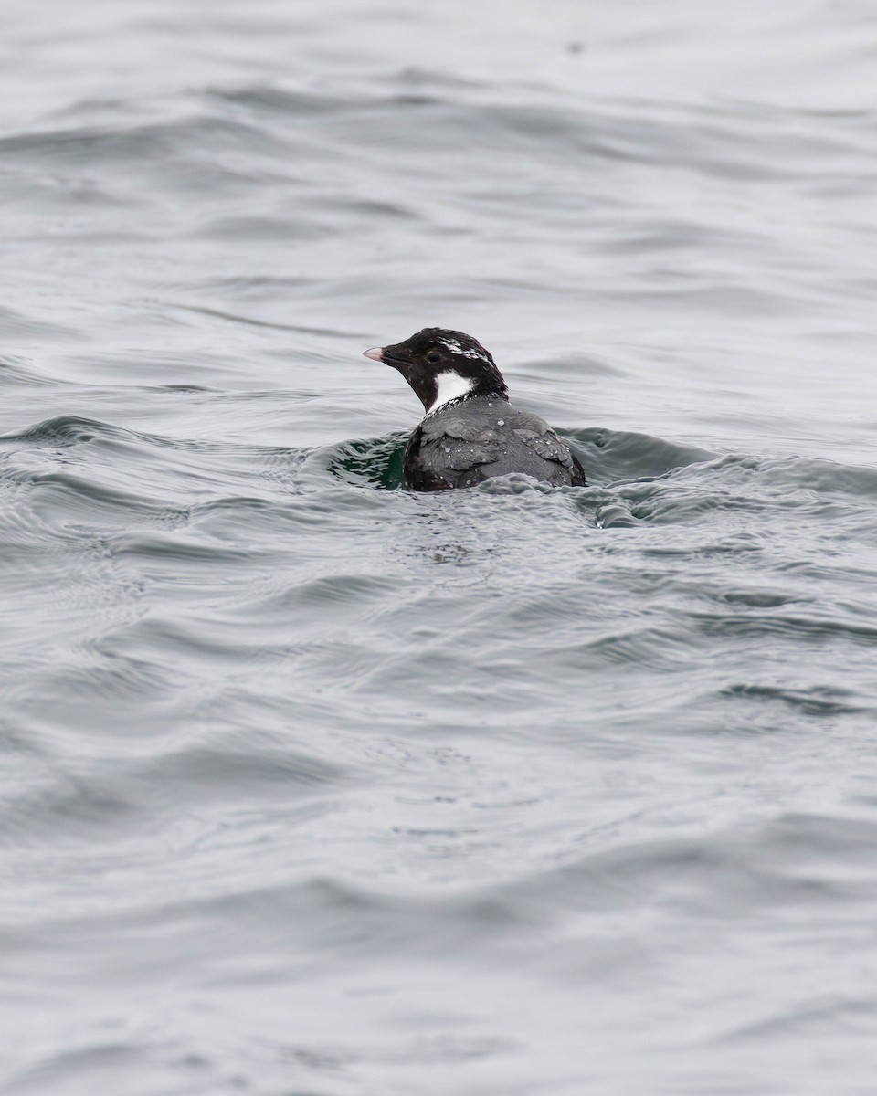 Ancient Murrelet - ML620560369