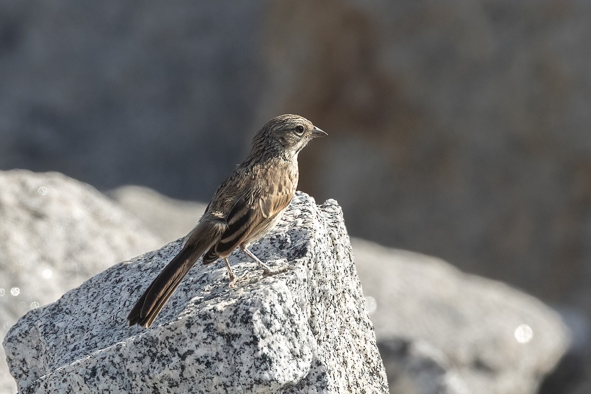 Bell's Sparrow - ML620560371