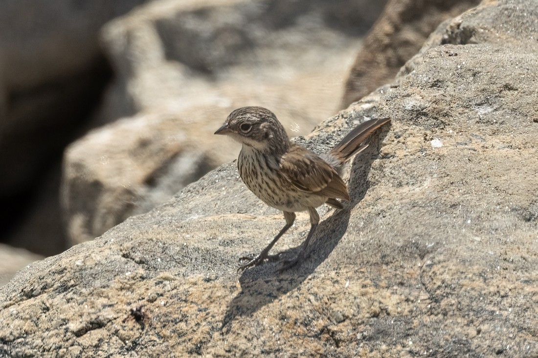 Bell's Sparrow - ML620560372