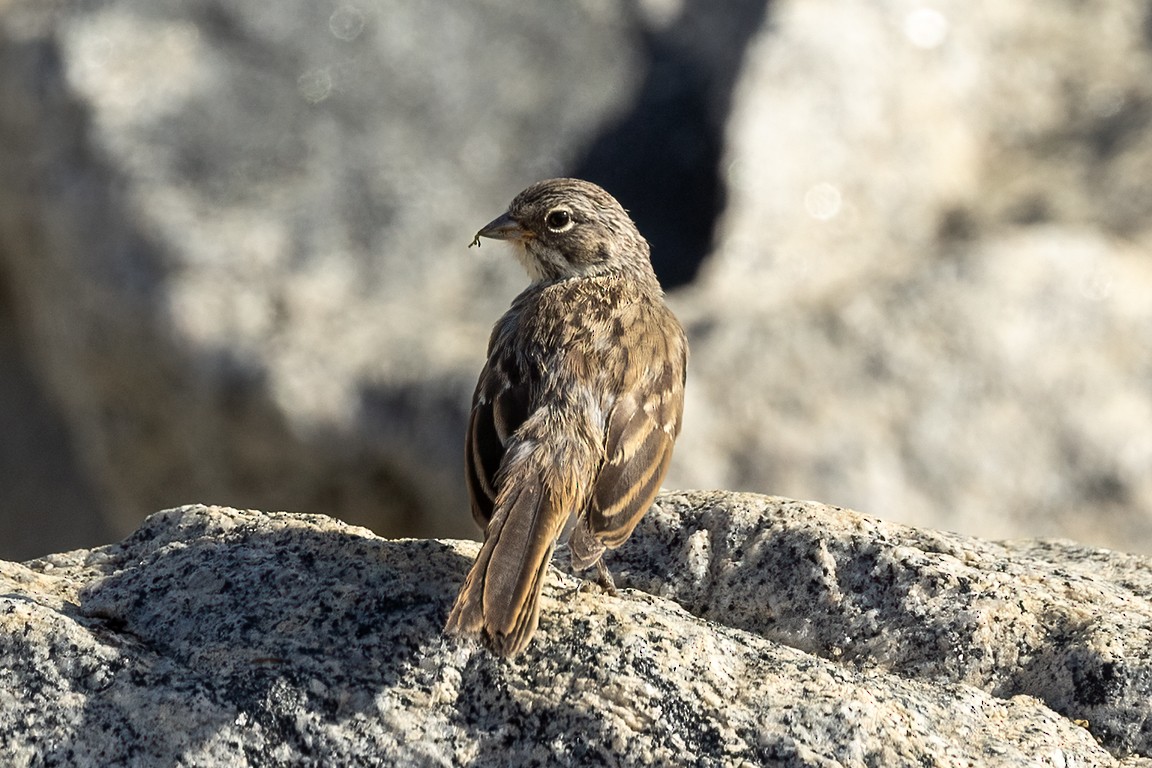 Bell's Sparrow - ML620560373