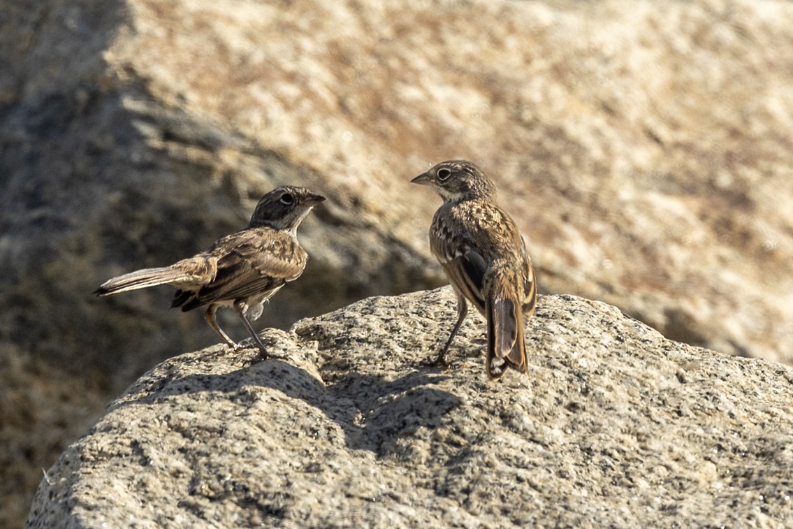 Bell's Sparrow - ML620560374