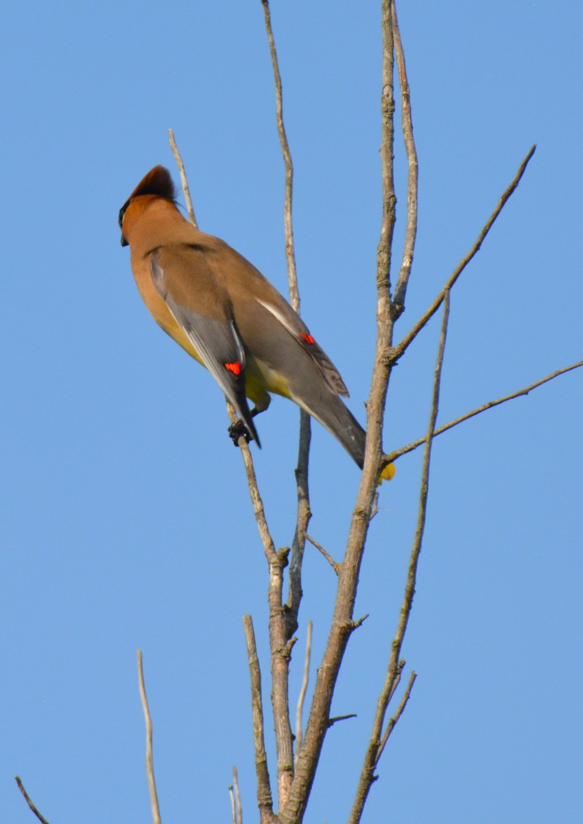 Cedar Waxwing - ML620560378