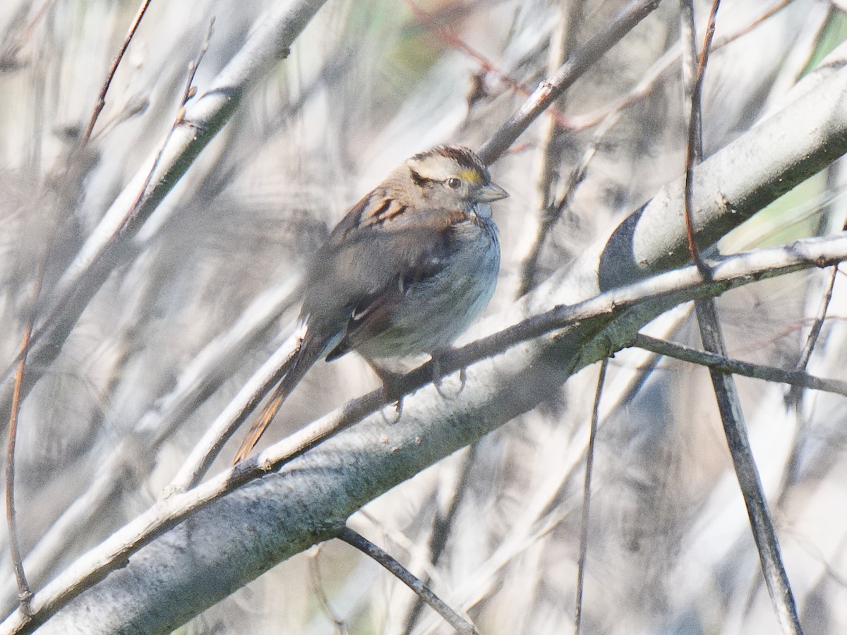 White-throated Sparrow - ML620560382